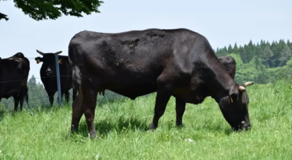 米沢牛 - 和牛・ブランド牛